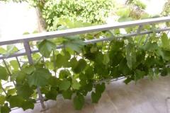 Appartementen Sindičić Appartement 2 – APP 2 foto 4