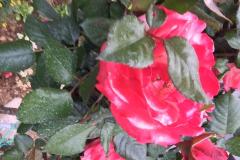 Appartementen Nejašmić Appartement 2 – A-2 foto 1