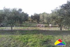 Holiday homes Twins by the sea Slaapkamer 3 – + tent foto 5