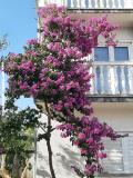 Appartementen Lana Pirovac Appartement 2 – A2 foto 5