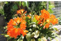 Villa Lidija Appartement 2 – 1. kat foto 1