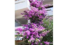 Appartementen Ražanj (Appartementen Soldić) Appartement 2 – A3 foto 4