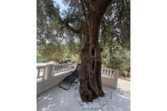Old Fisherman*s Huis with balcony  Appartement 2 – Olive tree foto 2