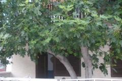 Appartementen  Smokva   Slaapkamer 3 – Maslina foto 5