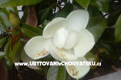 Appartementen Magnolija Biograd Kroatië