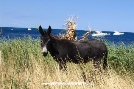 Big &amp; Small Konoba foto 5