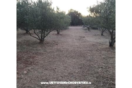 Olive grove foto 4