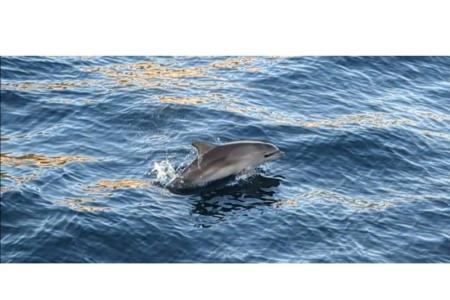 Appartementen Marin Pula Kroatië