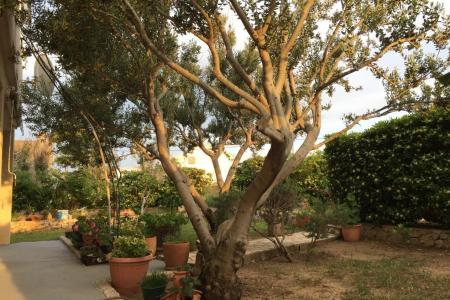 Appartementen Biba i Luce foto 2