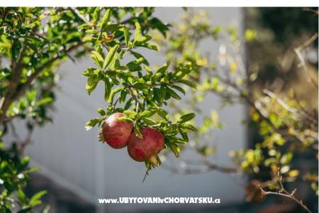 Appartementen Vidović foto 4