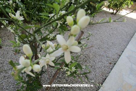 Appartementen Kokor foto 5