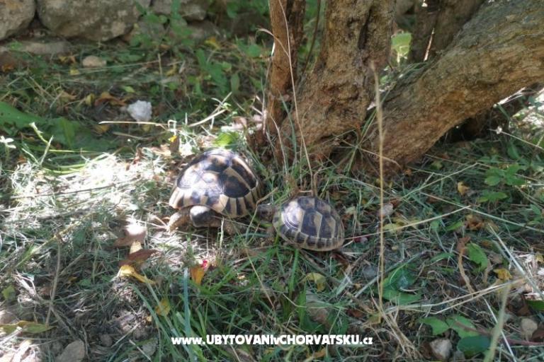 Appartementen Divić - Villa Mateo  – foto 15