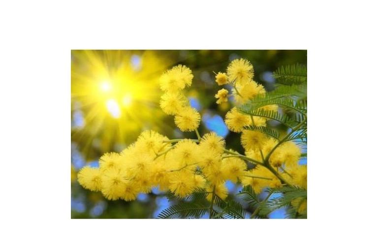 Appartementen Mimoza – foto 11