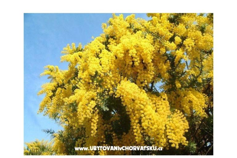 Appartementen Mimoza – foto 12