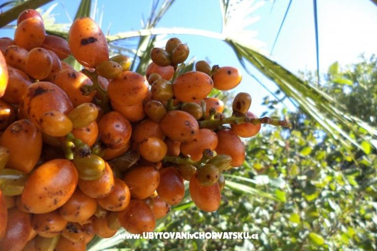 Appartementen Lolinka Bibinje – foto 18