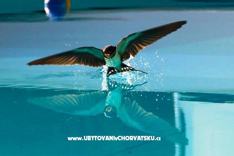 Villa Dora – foto 7