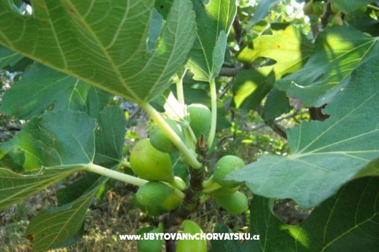 Huis Ankica – foto 4