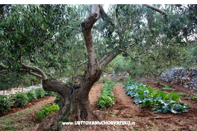 Huis Sweet Dreams – foto 15