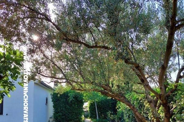 Vakantiehuis - Appartement Milka – foto 13