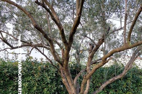 Vakantiehuis - Appartement Milka – foto 16