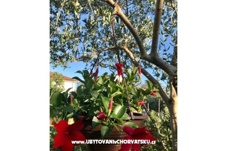 Appartementen Andjelka &amp; Jure – foto 15