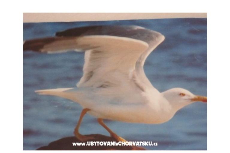 Appartementen Pedišić – foto 17