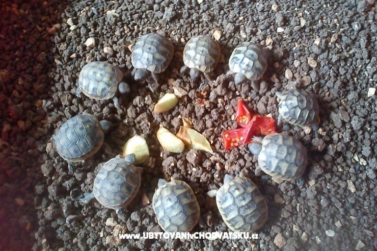 Appartementen Ivana  – foto 10