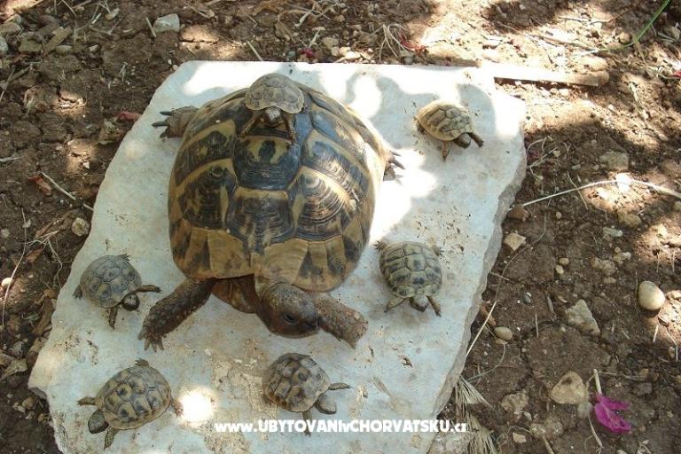 Appartementen Ivana  – foto 11