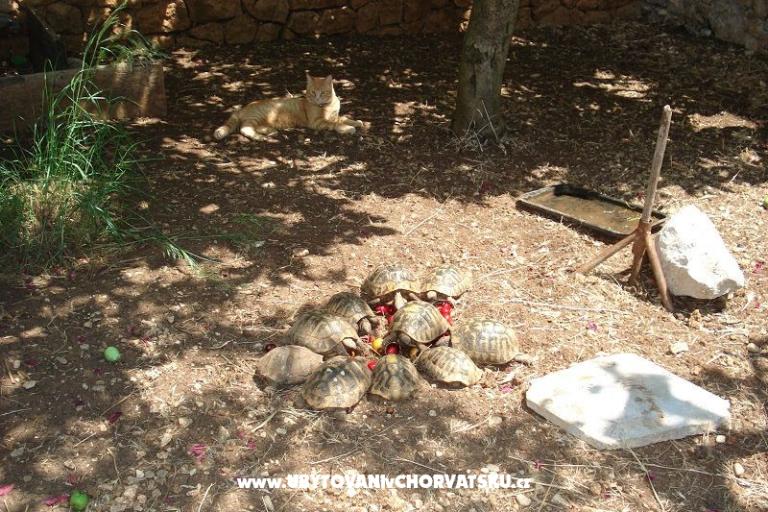 Appartementen Ivana  – foto 24