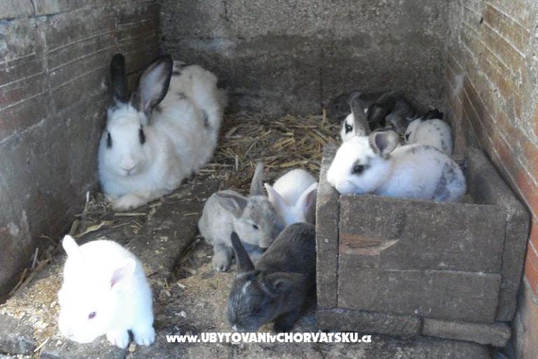 Appartementen Ivana  – foto 29