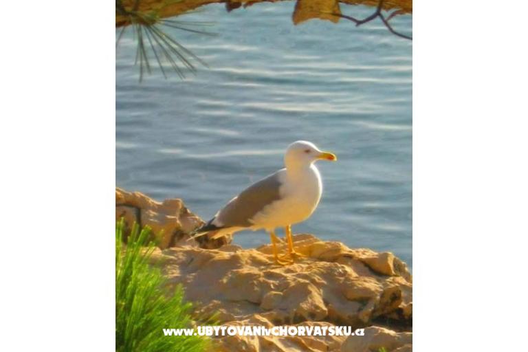 Appartementen Ivana  – foto 31