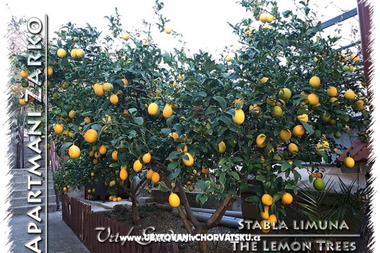 Appartementen Žarko – foto 12