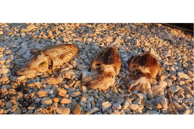 Appartement Toth – foto 16