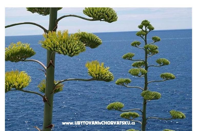 Appartementen Bogović – foto 17