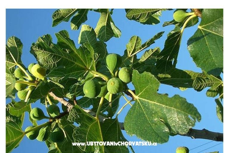 Appartementen Bogović – foto 21