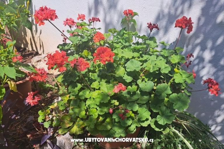 Appartementen Bogović – foto 35