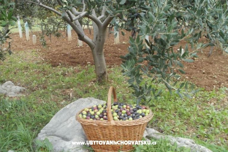 Appartementen Grgin – foto 12