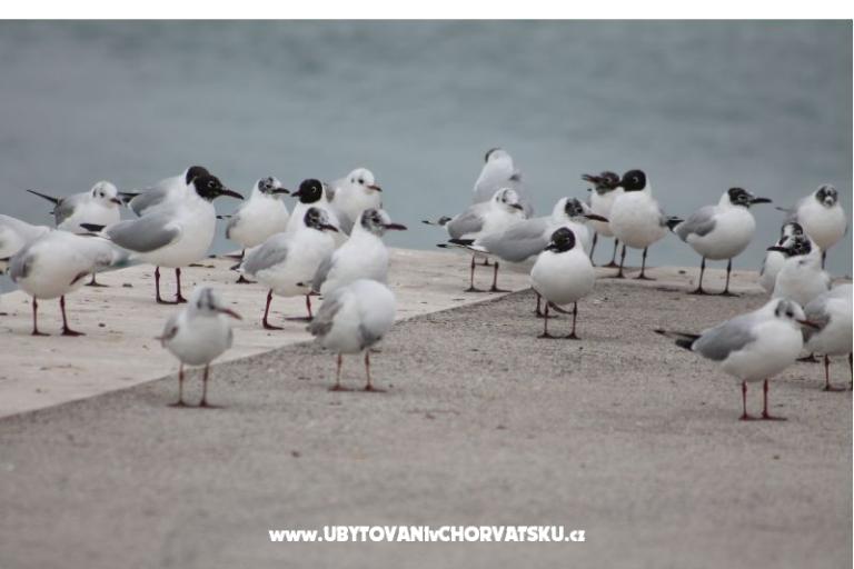 Appartementen Ante i Anita – foto 17