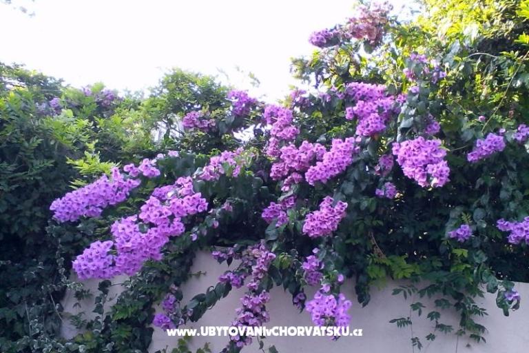 Appartementen Bugenvilla – foto 10