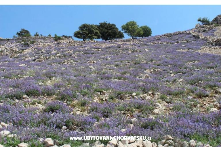 Appartementen Capic – foto 12