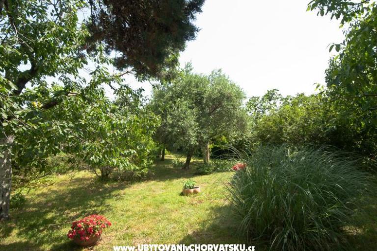 Sea Dream – foto 4