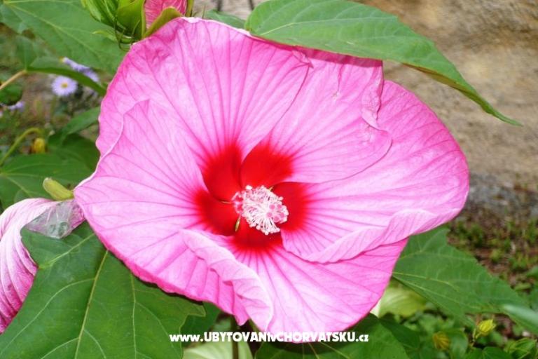 Appartementen Zana – foto 21