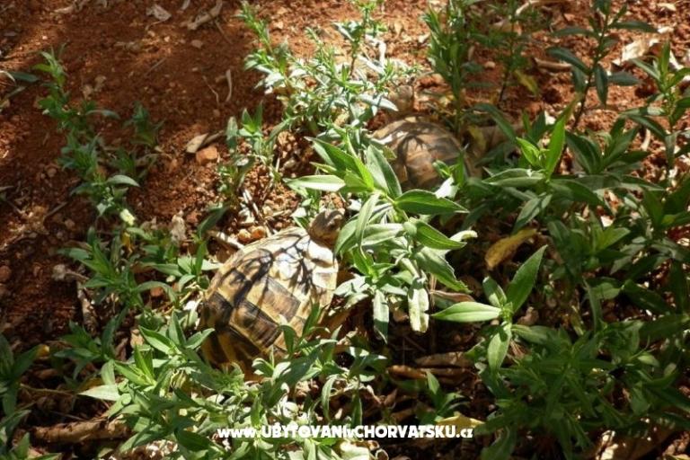 Appartementen Tonia – foto 4