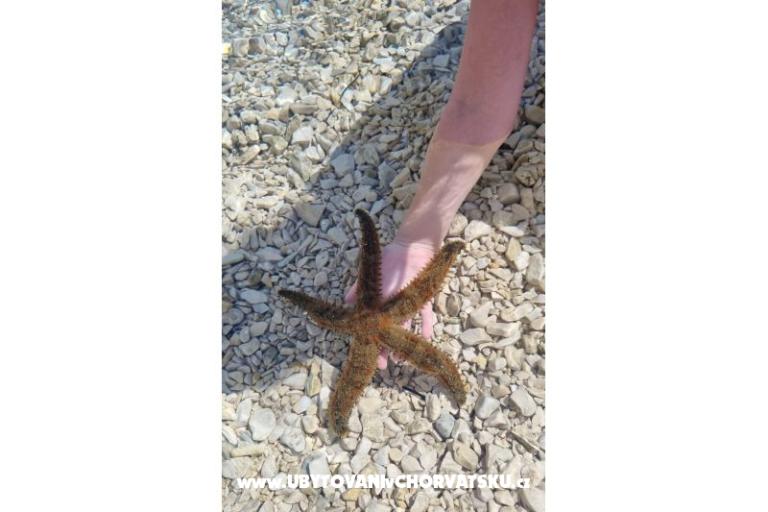 Appartement MARKO  – foto 14