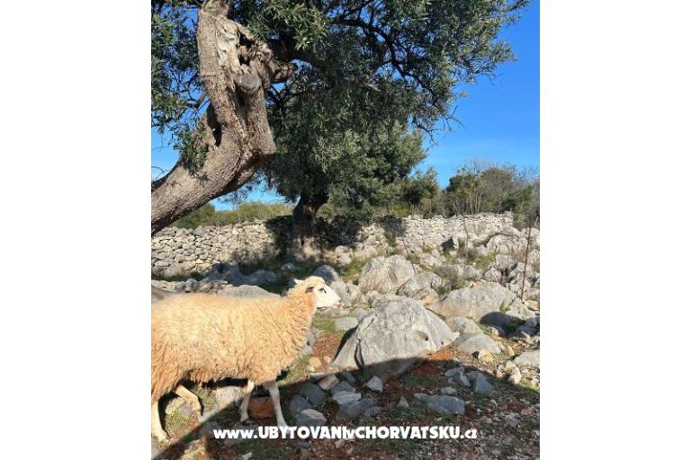 Appartementen Šegota – foto 10