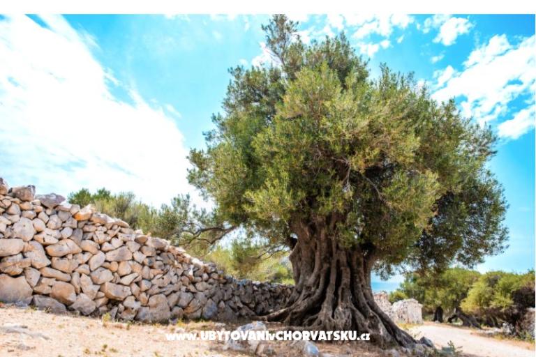 Appartementen Šegota – foto 11