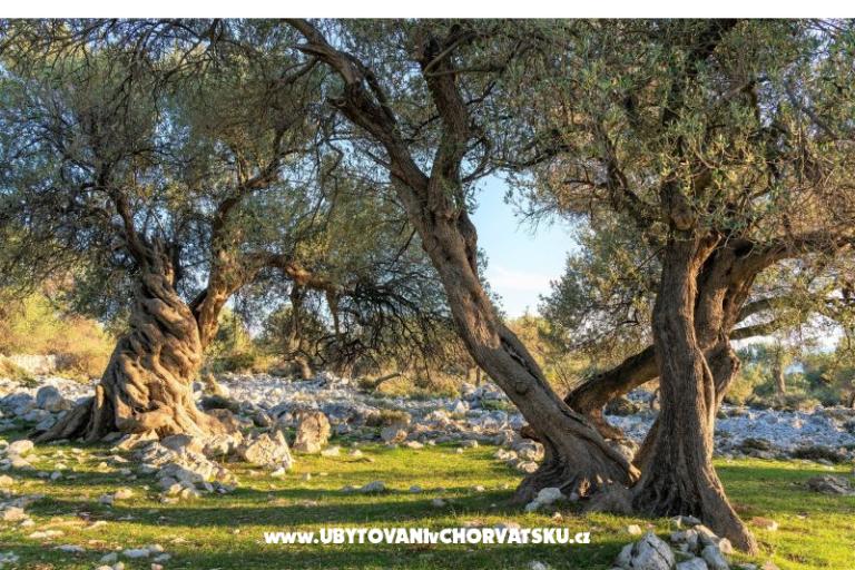 Appartementen Zeneral – foto 15