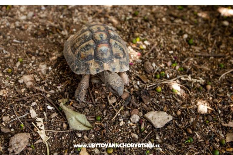 Appartementen Pavlović Duće – foto 8