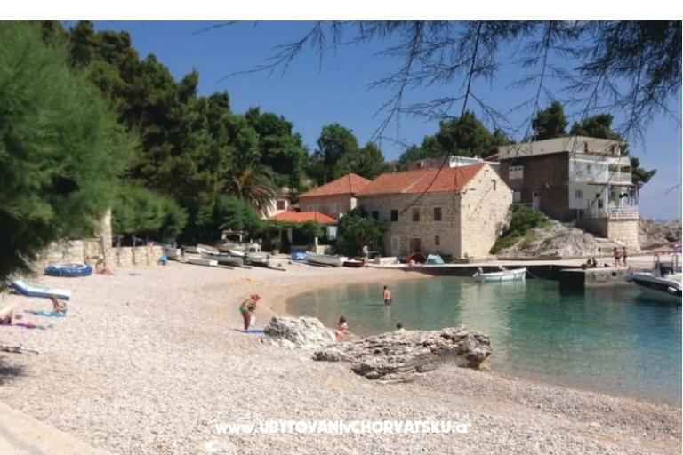 Two olive trees – foto 2