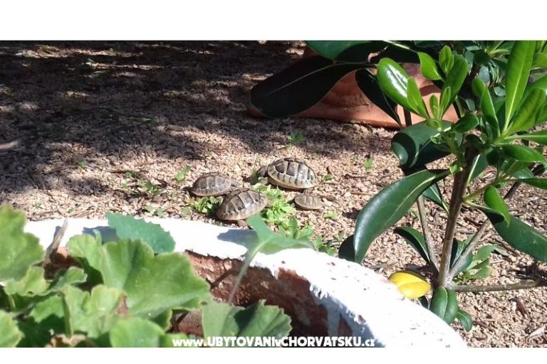 Appartementen Ita s bazenom – foto 7